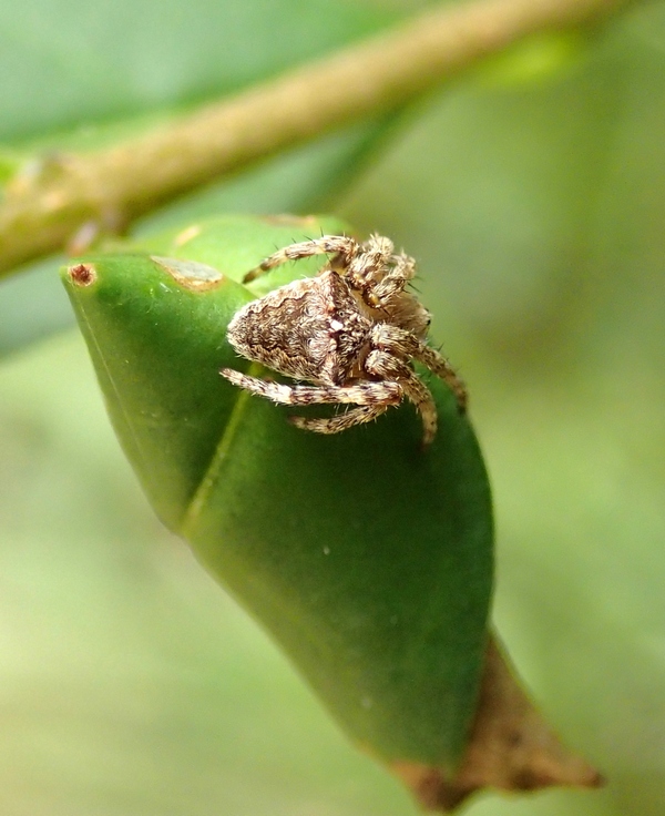 Gibbaranea? No. Giovane Araneus sp.